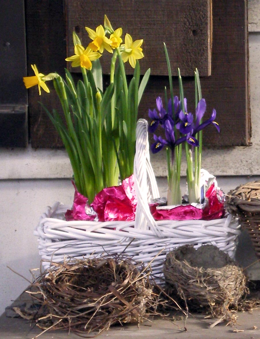 gift basket of tiny narcissus and iris 
