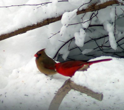 male and female cardinals in the snow