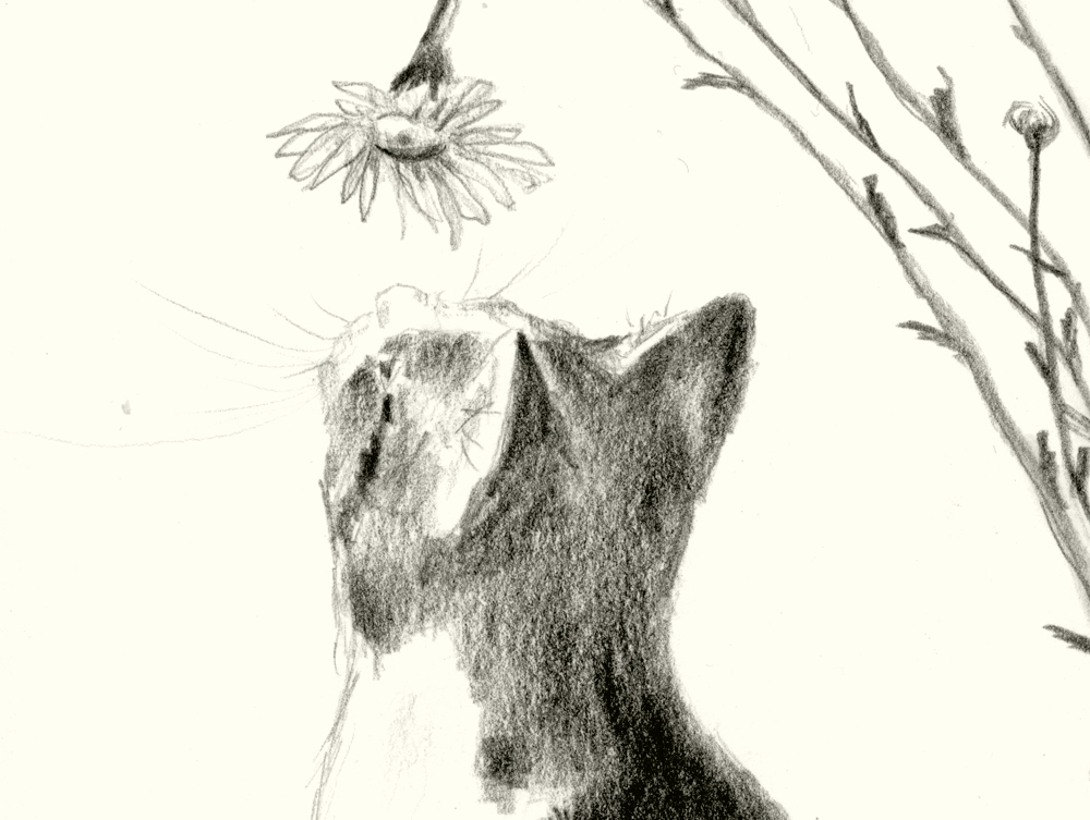 Detail of Conversation With a Daisy, cat with daisy.