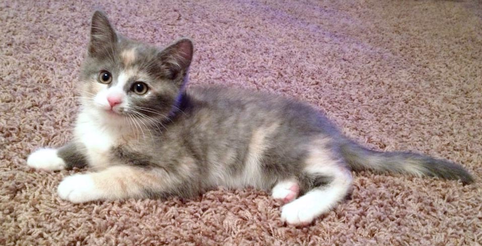 dilute calico kitten on carpet