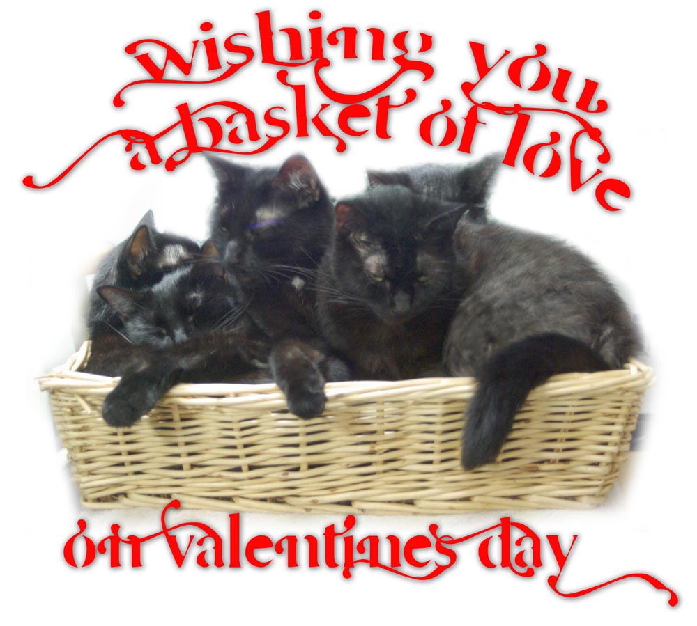 valentine wish with five cats