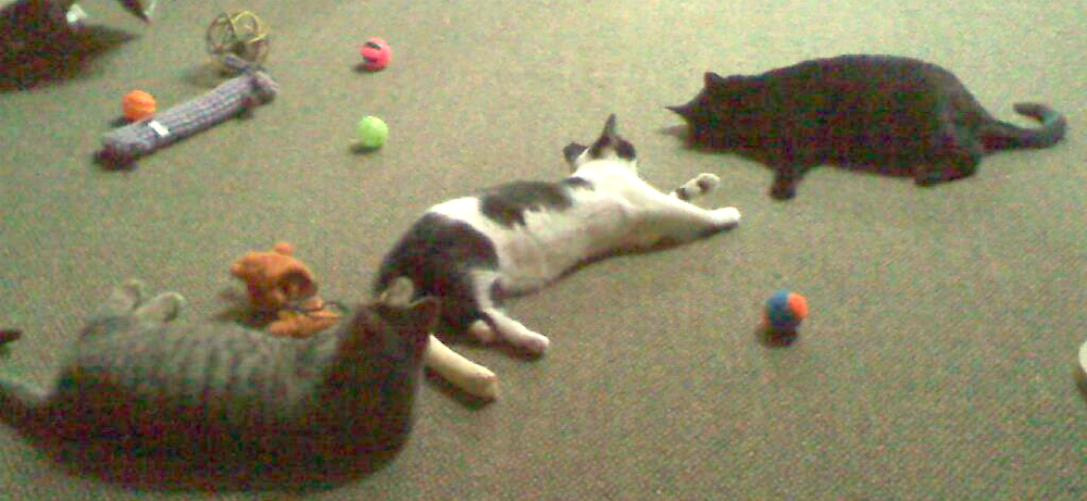 three kittens and a lot of cat toys