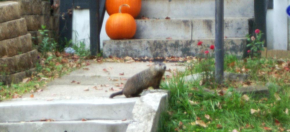 groundhog on steps to house.
