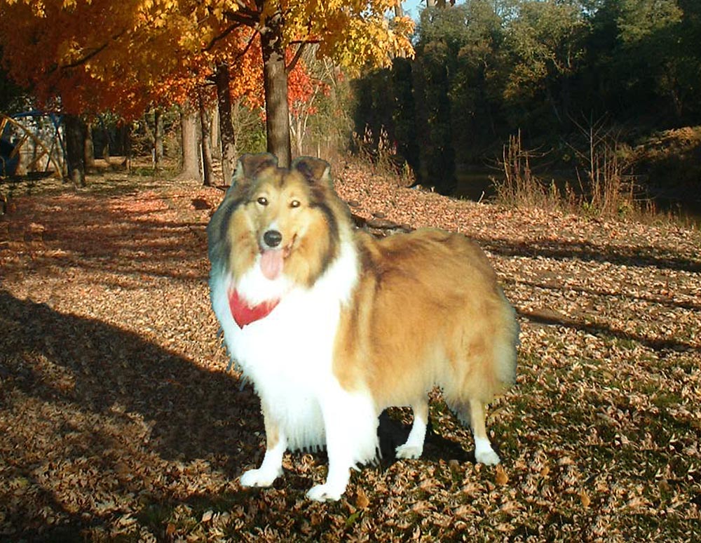 photo of collie in park
