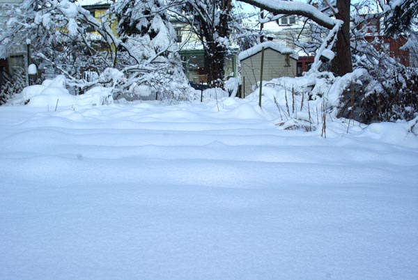 photo of snow on garden