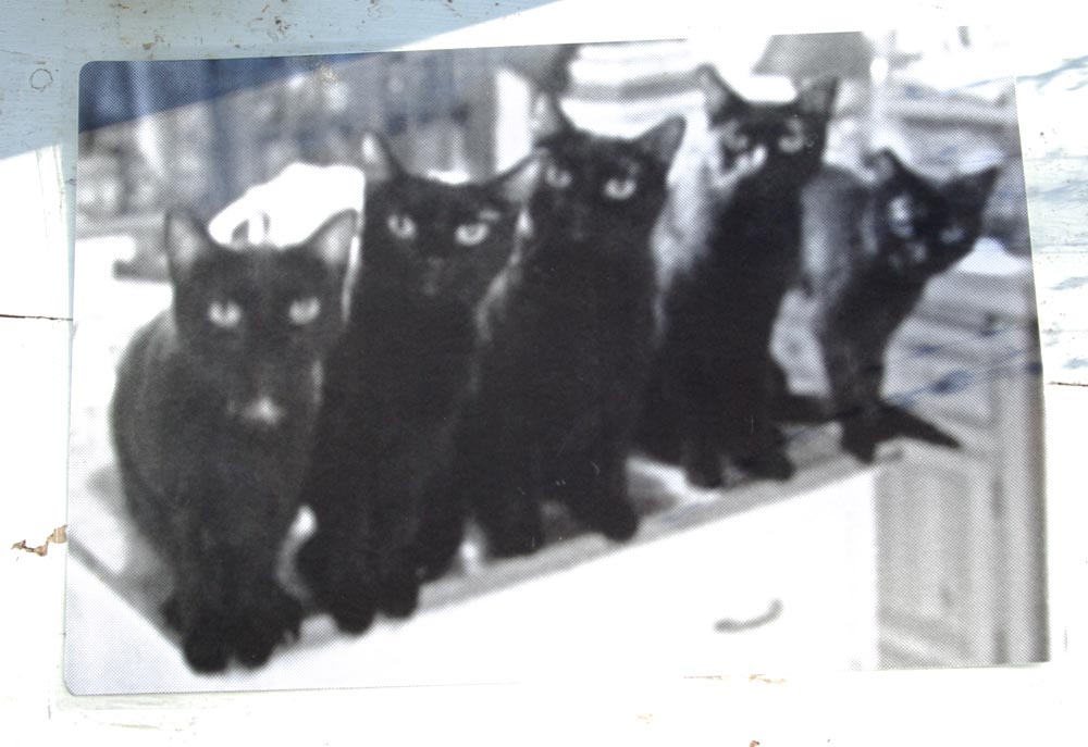 "Five Black Cats in a Line" black and white side of laminated placemat.