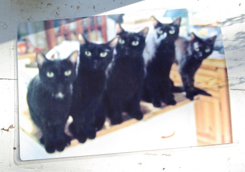 Five Black Cats in a Line color side of laminated placemat.