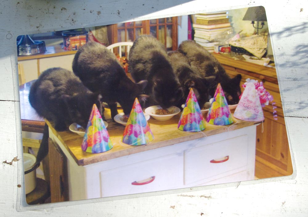 laminated placemat with five black cats at birthday party