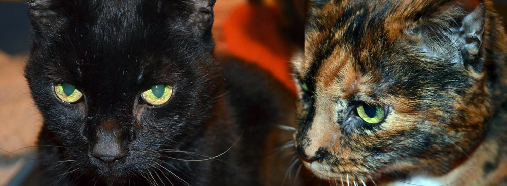 Black and tortoiseshell cats