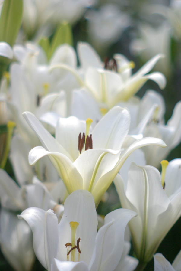 "Sunday Best", my neighbor's Easter lilies.