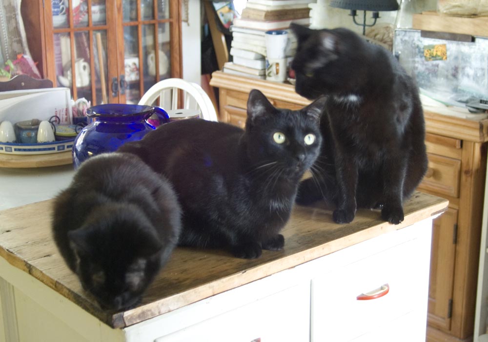 three black cats on cabinet