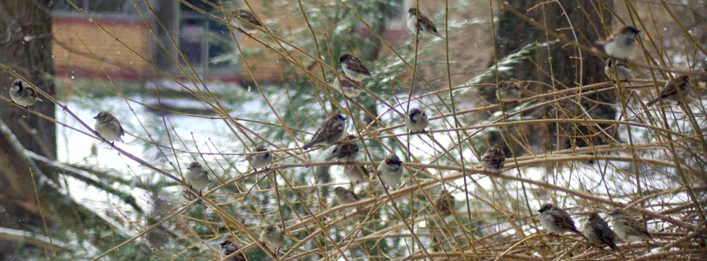 Sparrows in the forsythia.