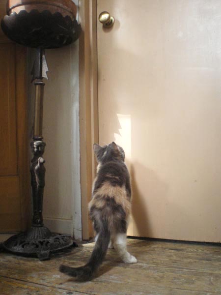 dilute calico cat looking at doorknob