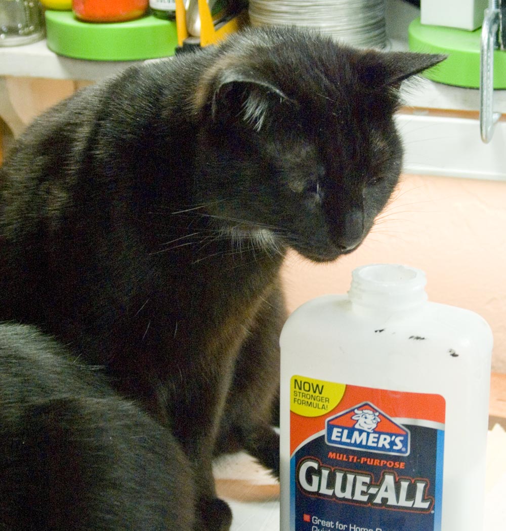 black cat sniffing glue bottle