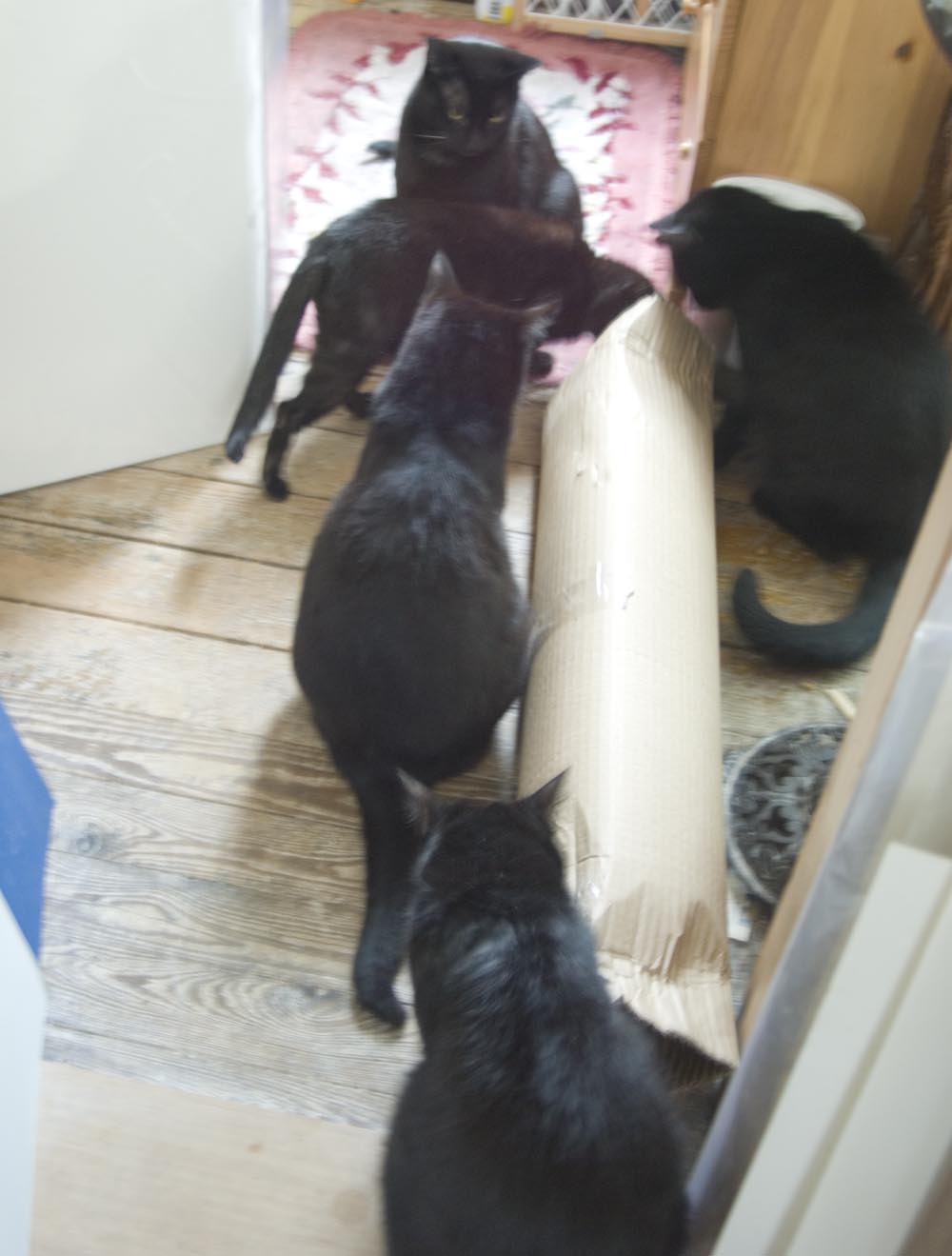 five black cats with cardboard