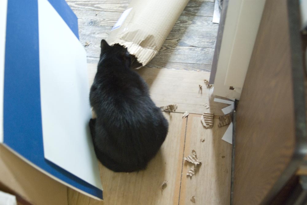 black cat with cardboard
