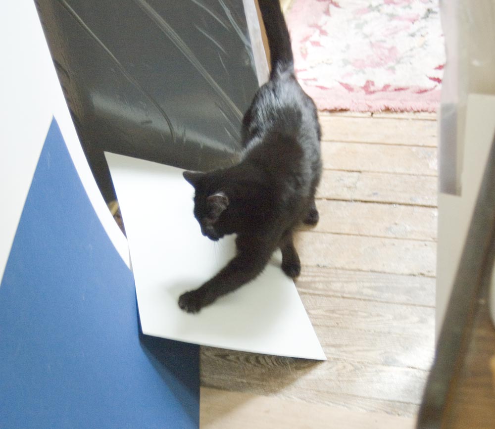 black cat with mat board