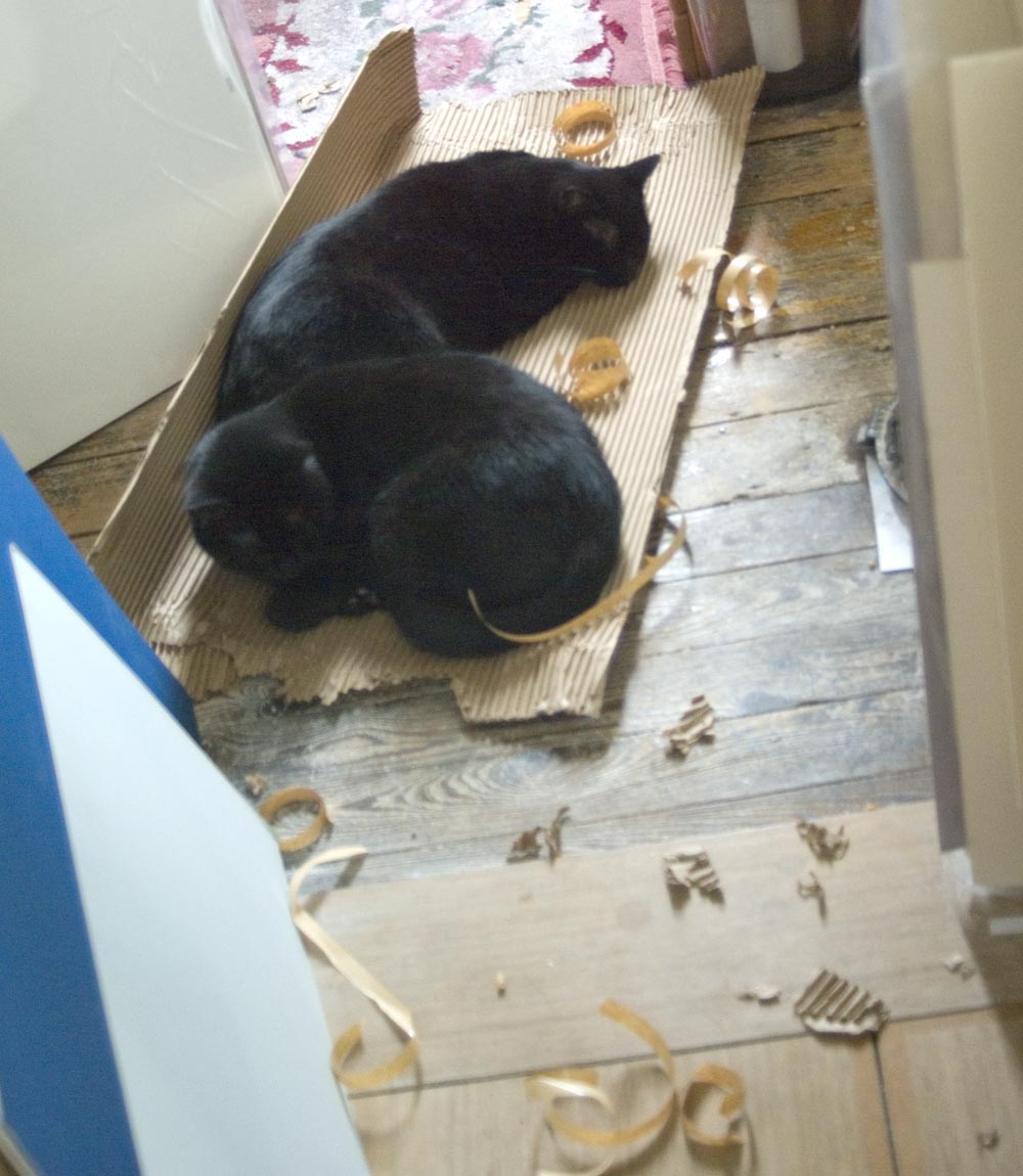 two black cats asleep