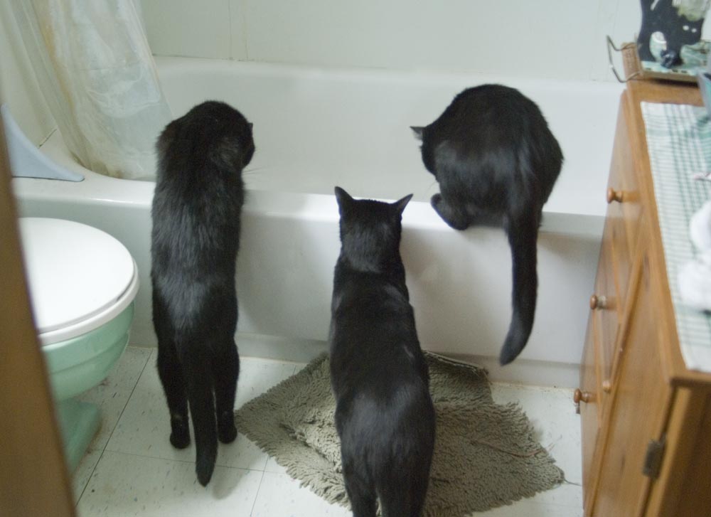 three black cats looking into tub