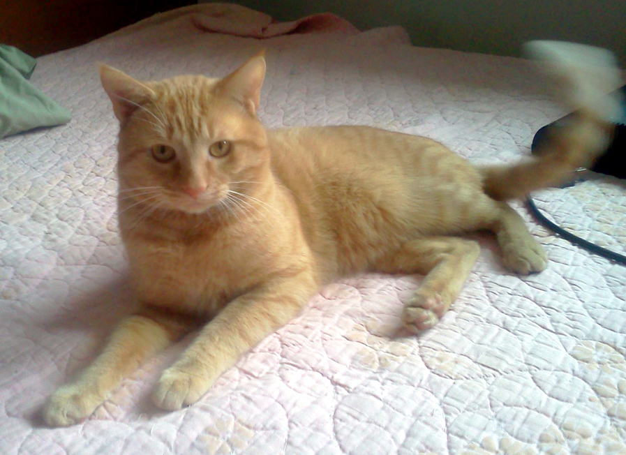 orange cat on bed