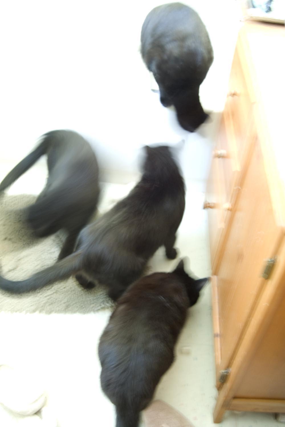 four black cats moving around