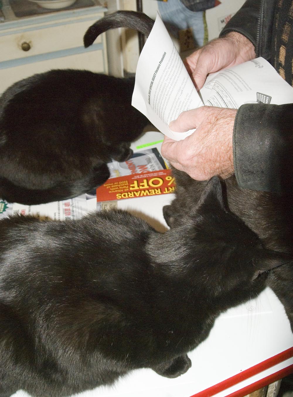 three black cats with paperwork