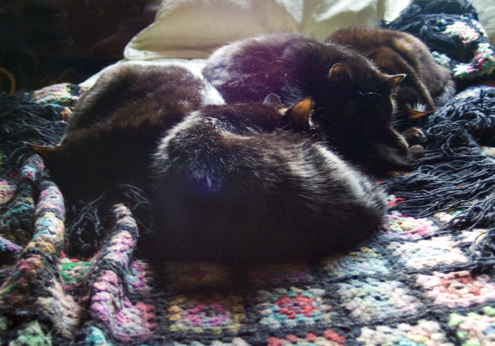 four black cats on wool afghan