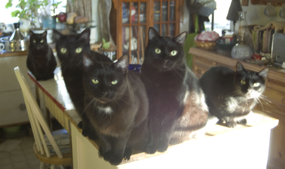 five black cats waiting for meal.