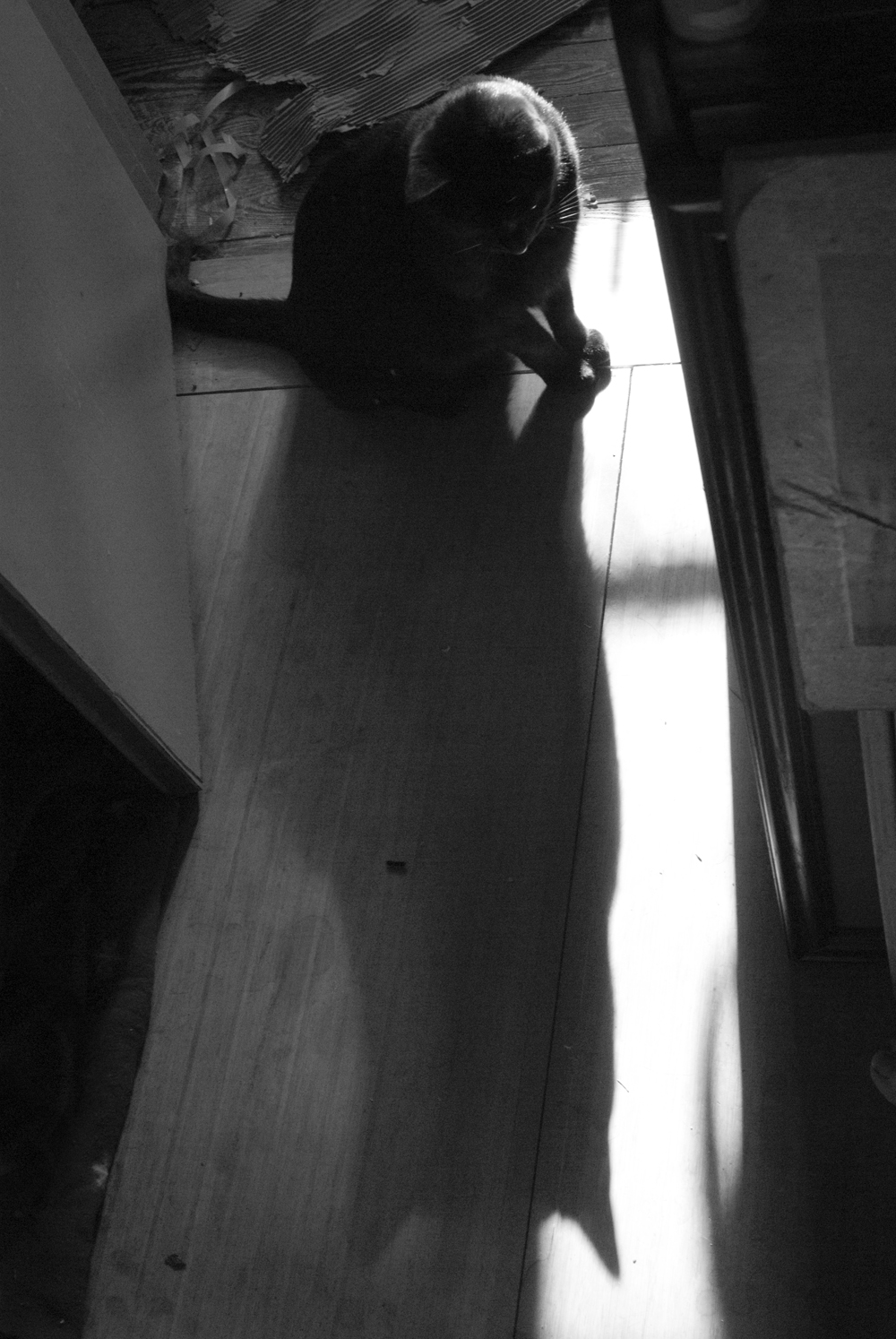 black and white of blakc cat with shadow
