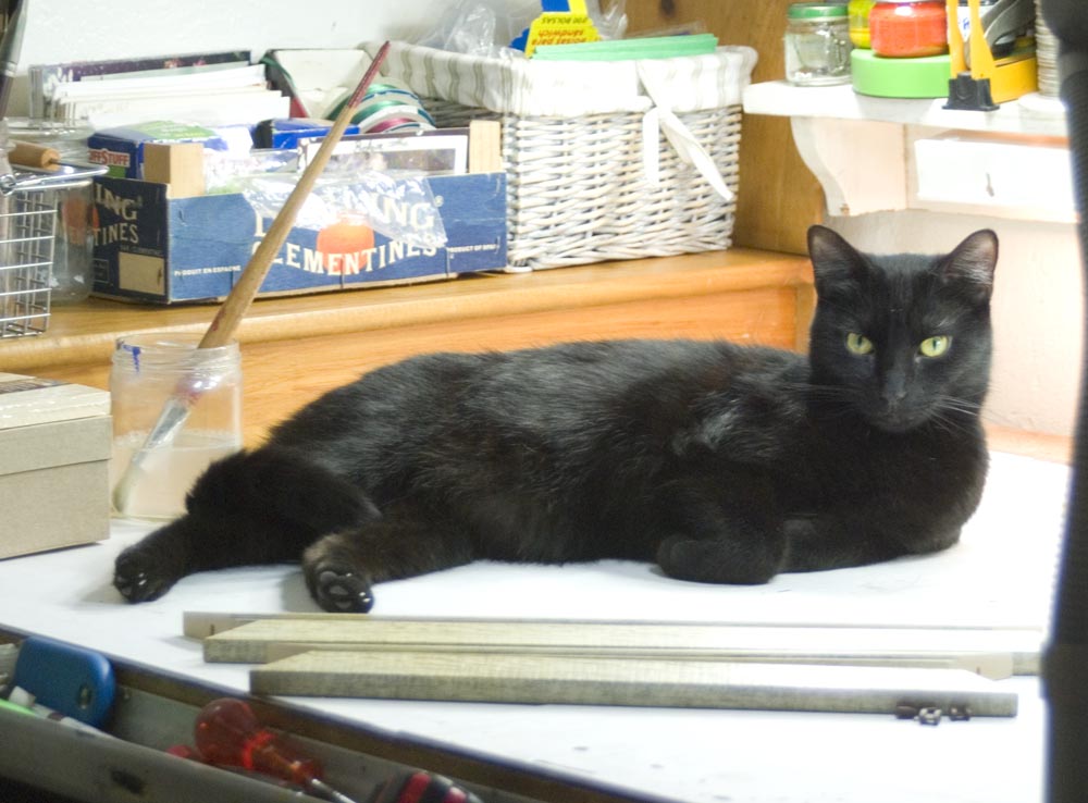 black cat on work table