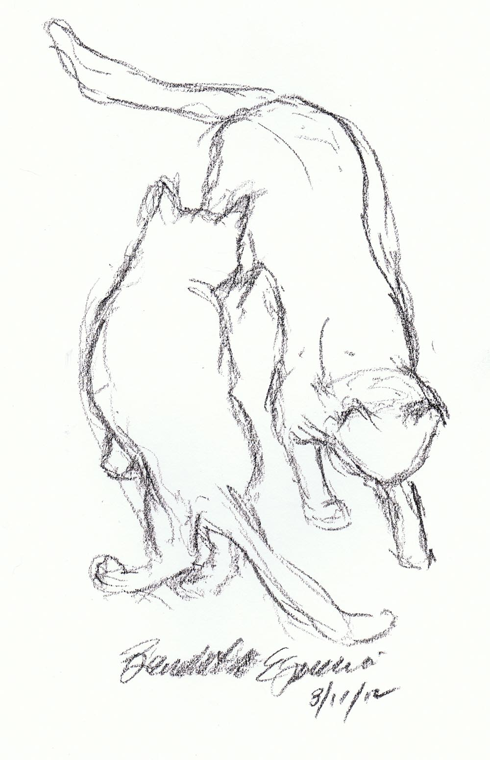 charcoial sketch of two cats