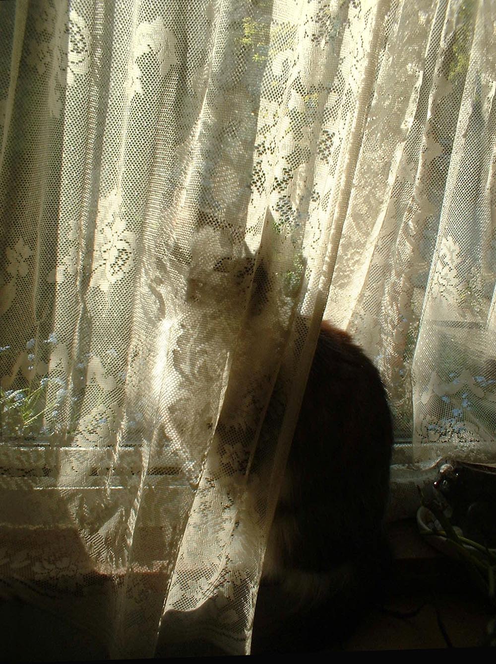 cat behind lace curtain