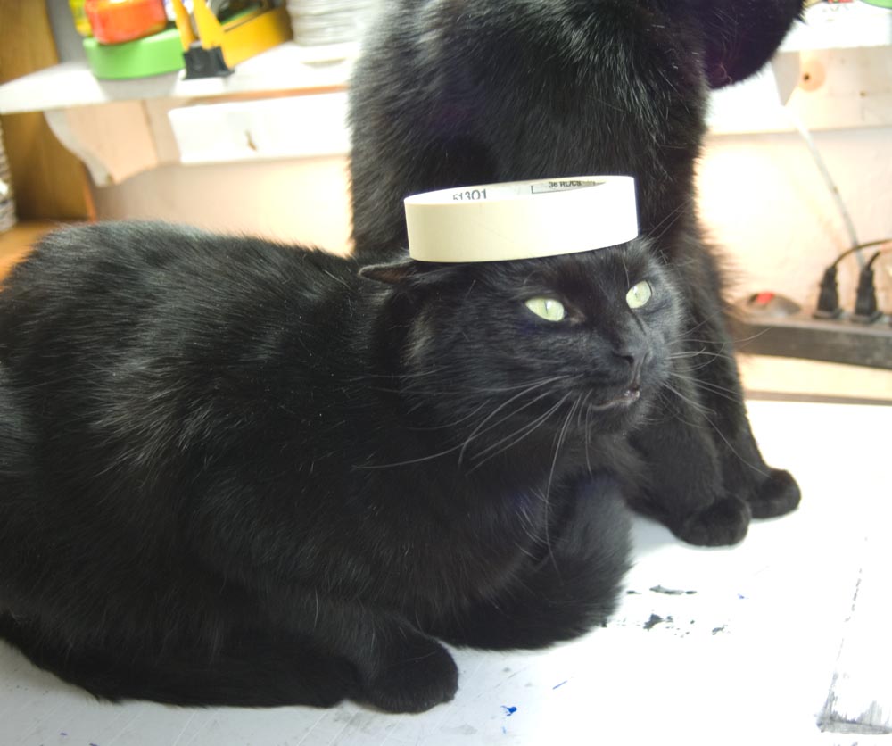 black cat with roll of tape on her head