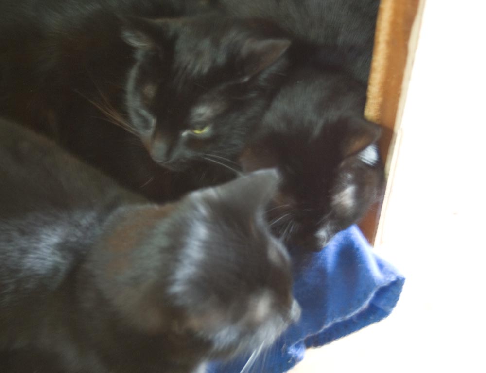 photo of three black cats on blue blanket