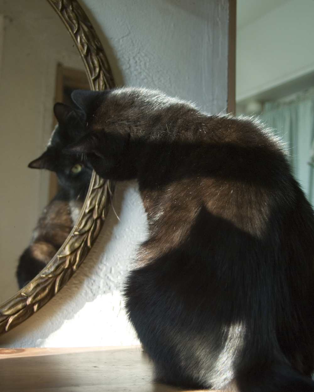 black cat looking at herself in mirror