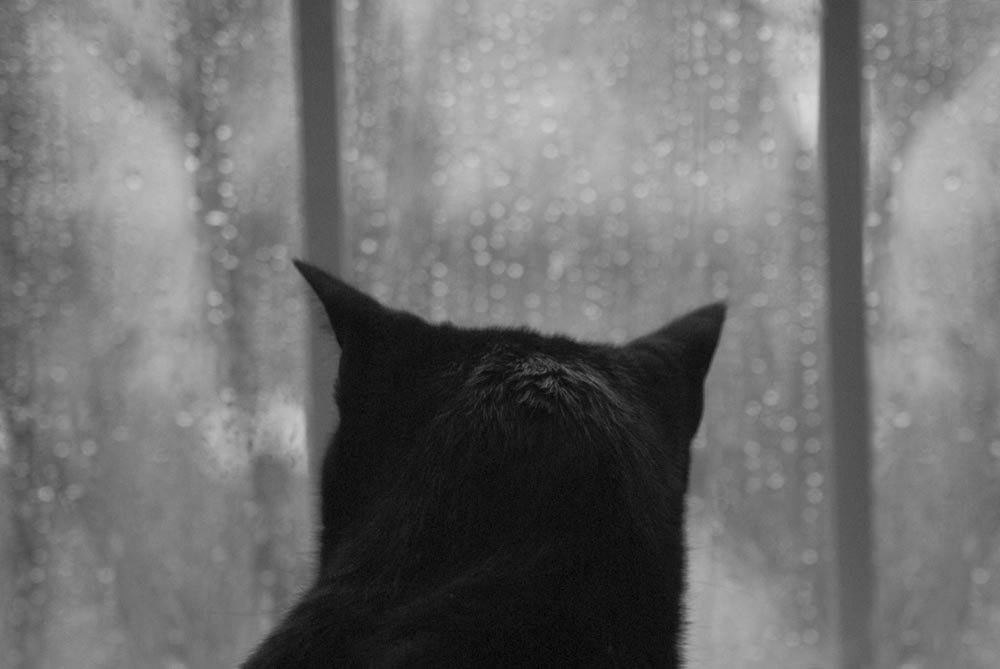 black and white photo of black cat looking out rainy window