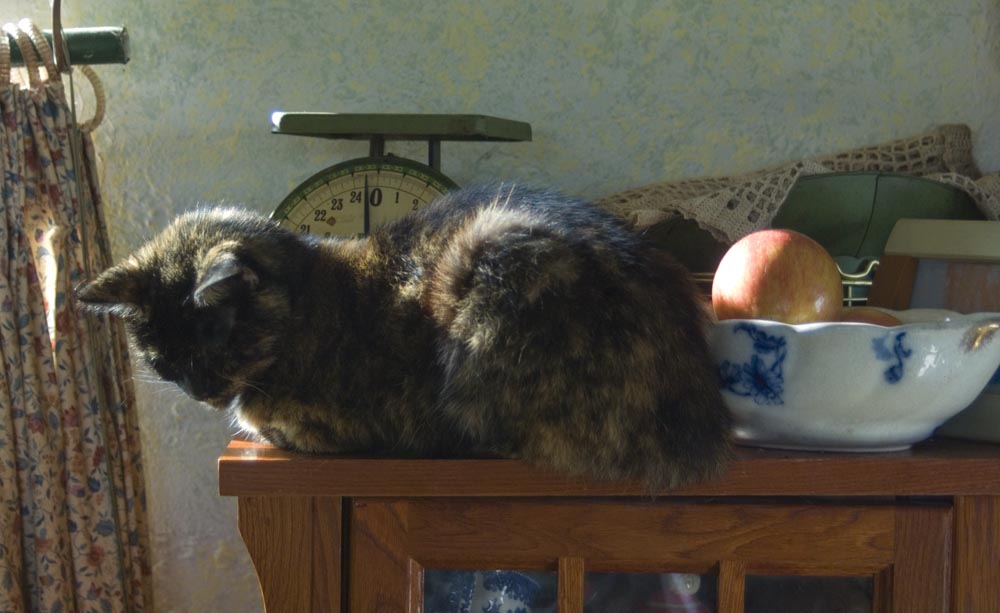 photo of tortoiseshell cat with bowl of apples