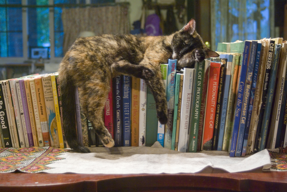 tortoiseshell cat on books