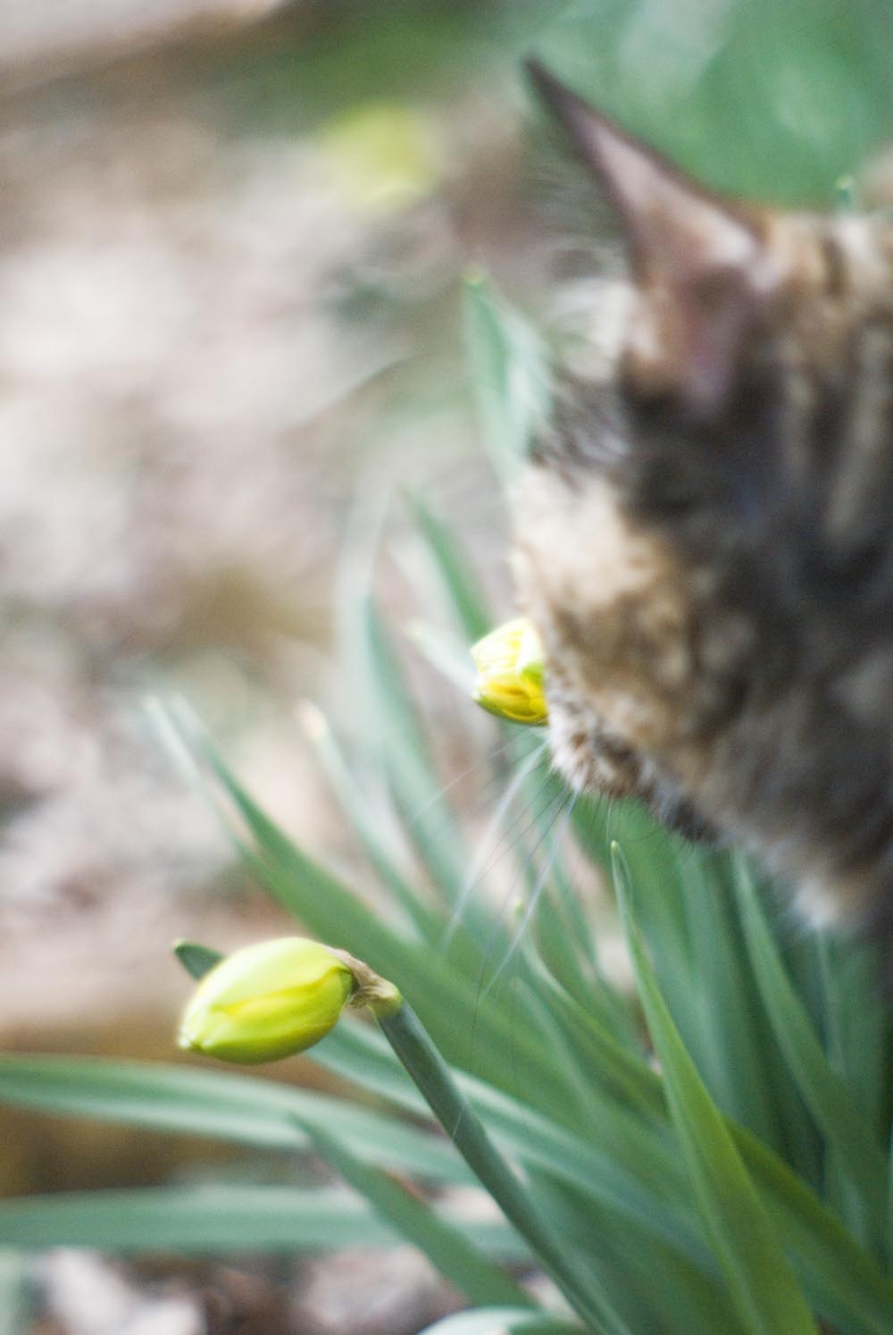 tortoiseshell cat with daffodils