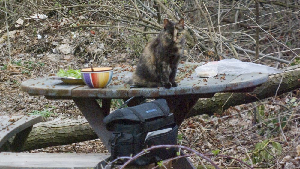 tortoiseshell cat on picnic table with food