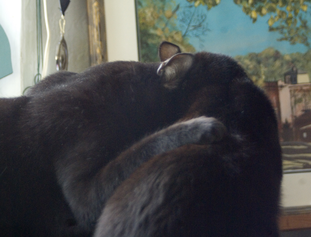 two black cats in hug