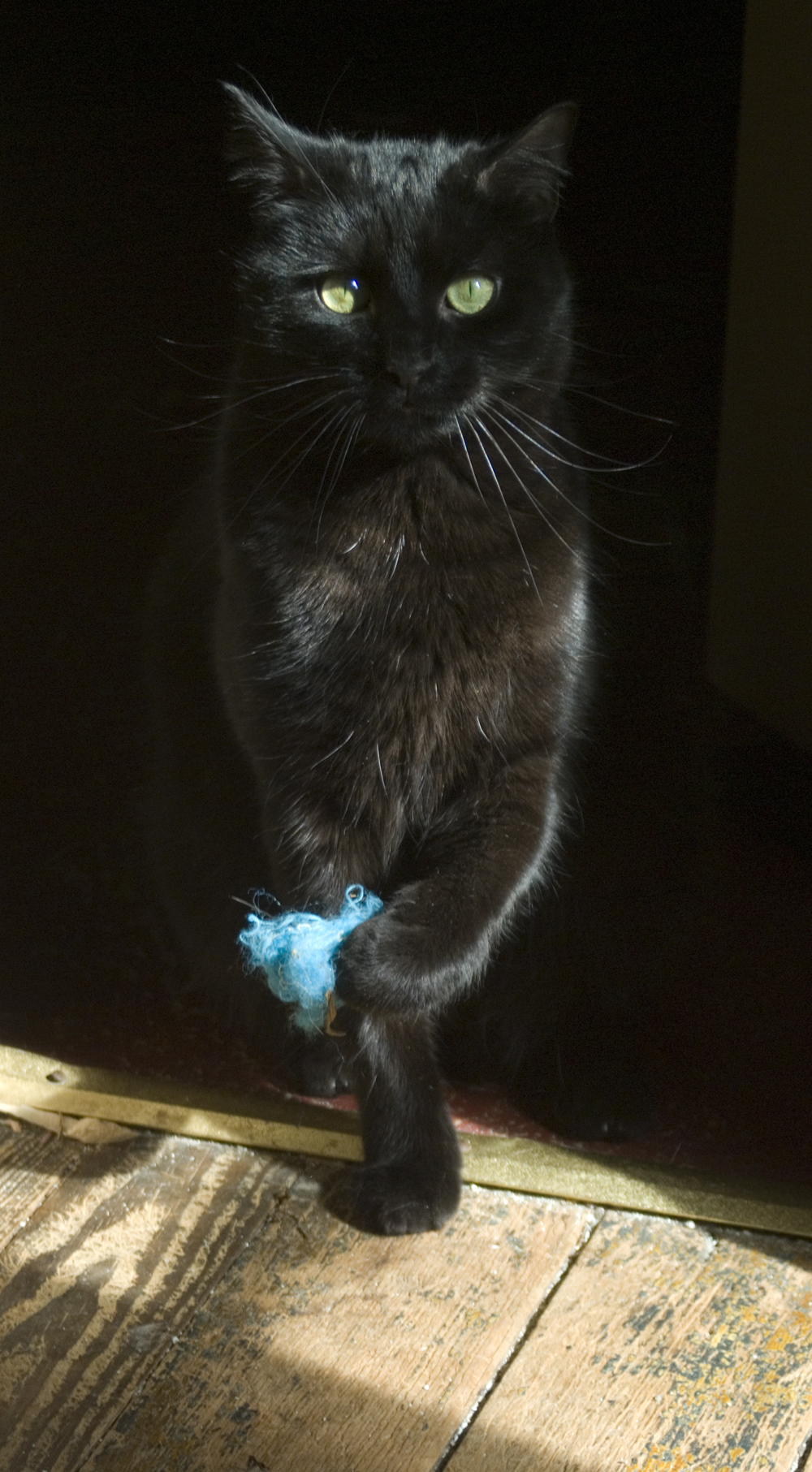 black cat with blue fuzzy toy