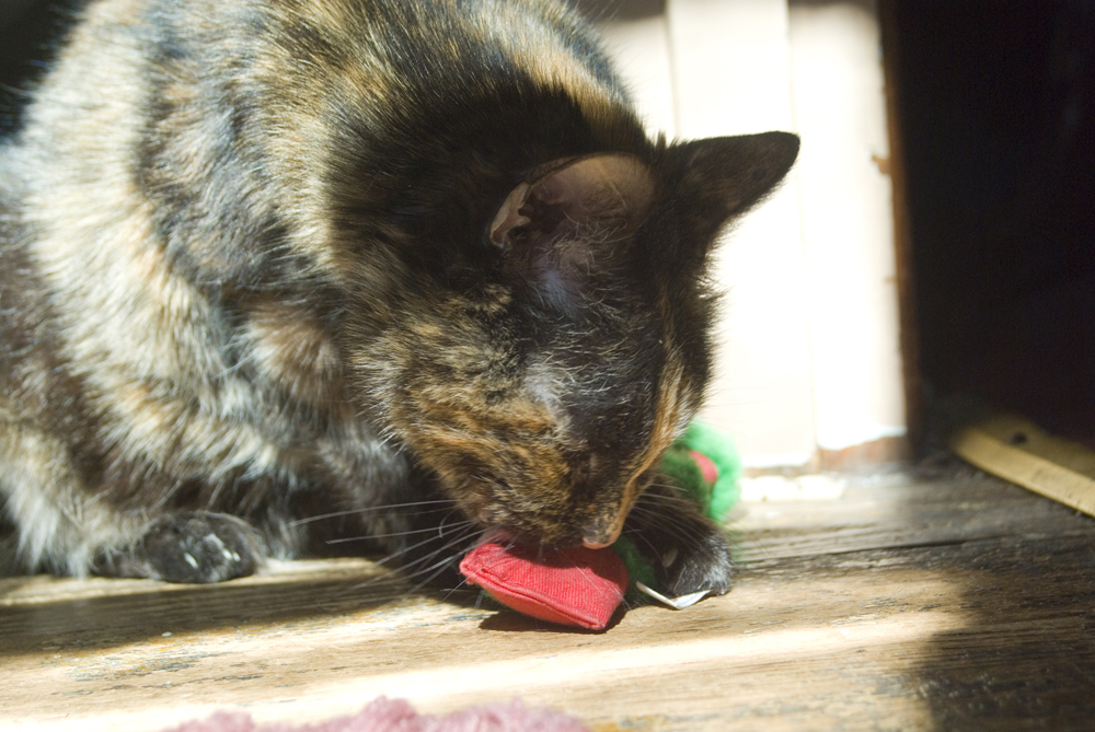 tortoiseshell cat with catnip toy