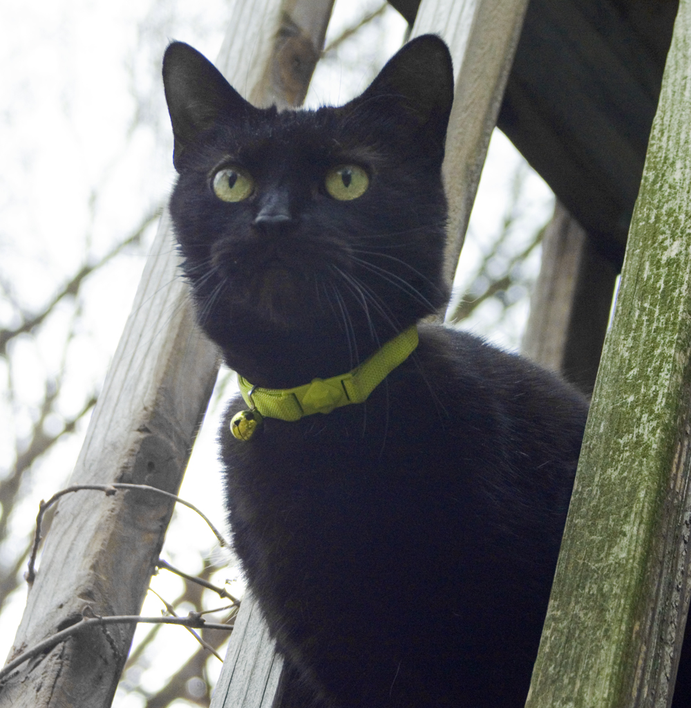 black cat with green eyes and collare
