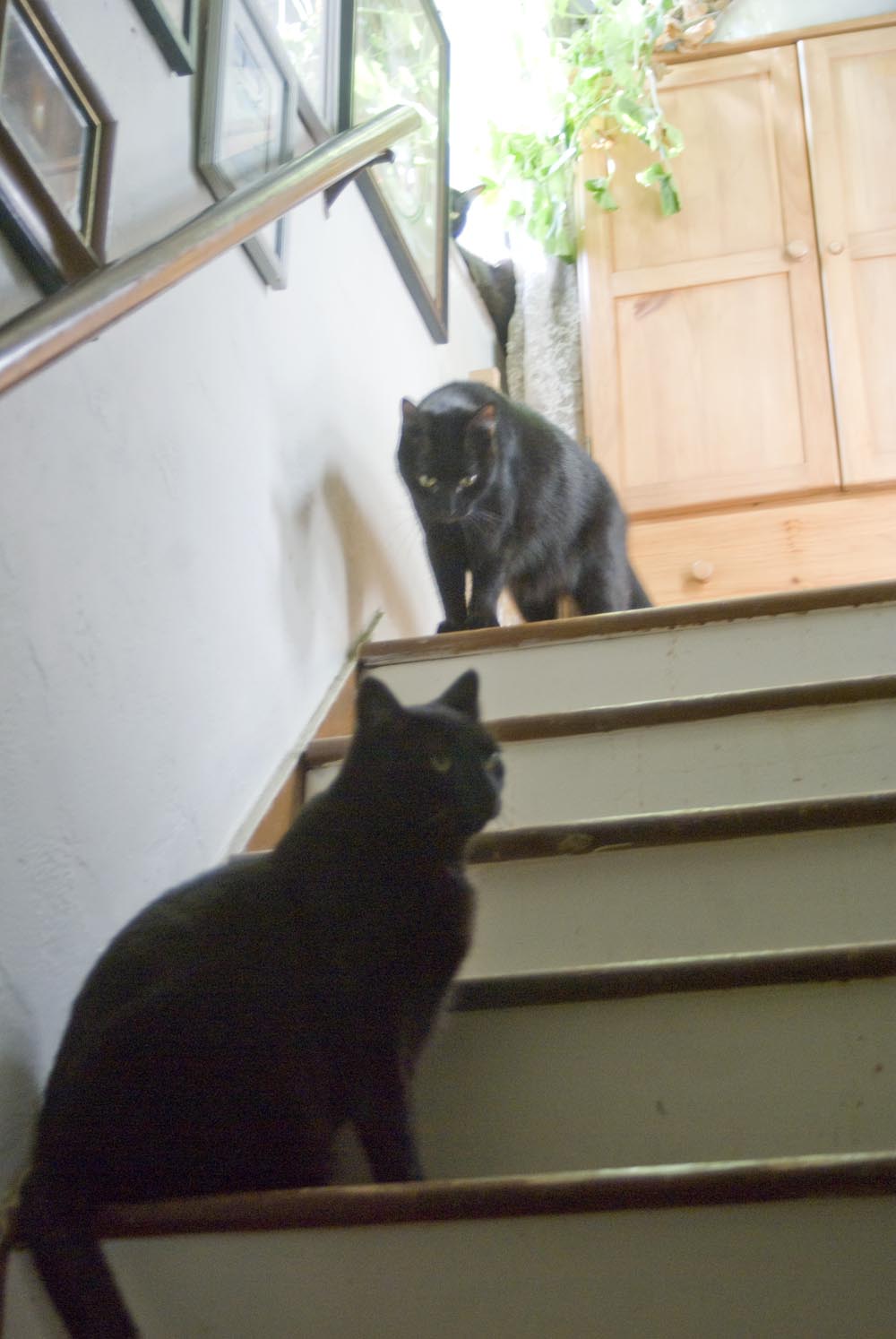 Three black cats on steps.
