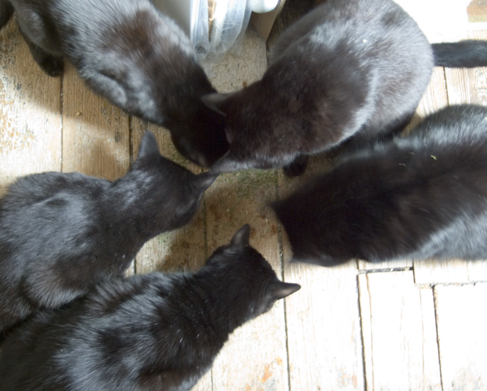 five black cats eating catnip