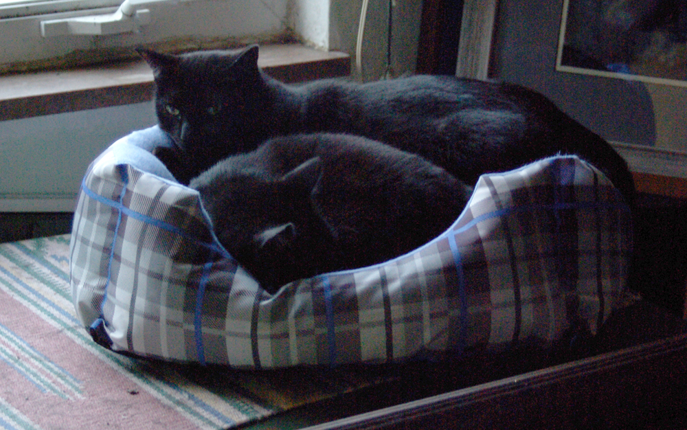 two black cats in bed
