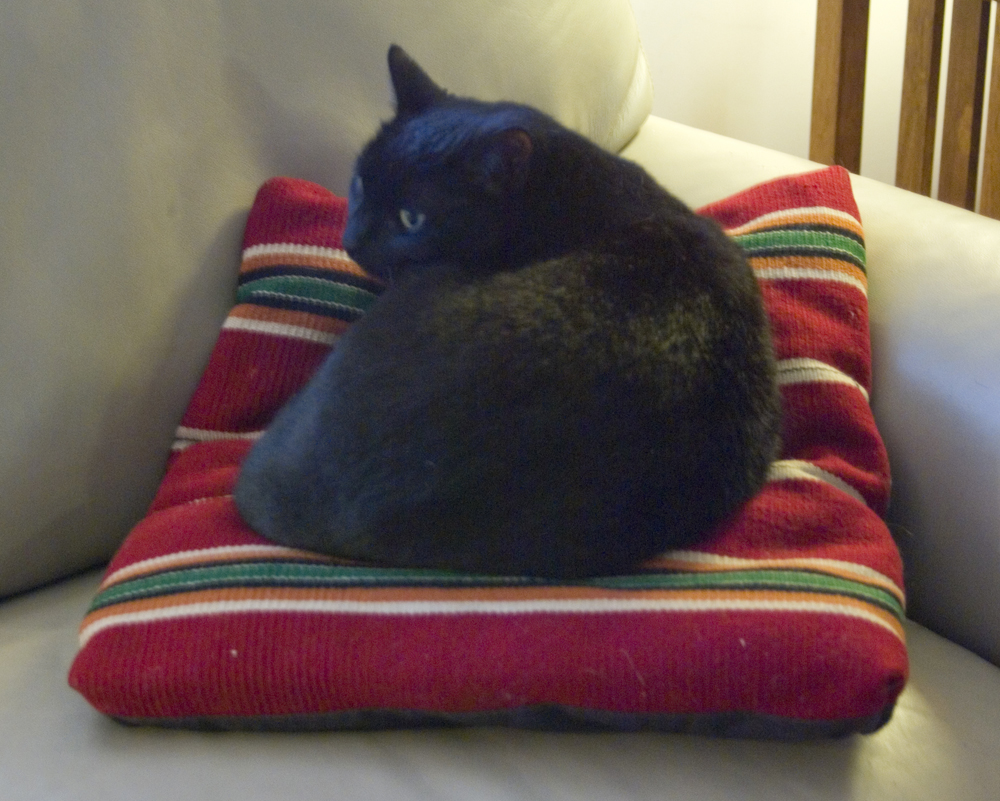 black cat on navajo pillow