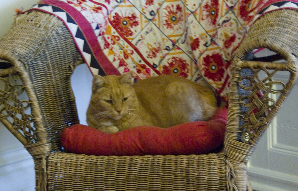 orange cat on chait