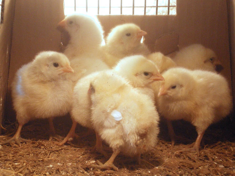 baby chicks in box